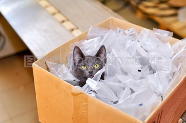 无家可归的猫坐在一个纸盒里,包括塑料包装